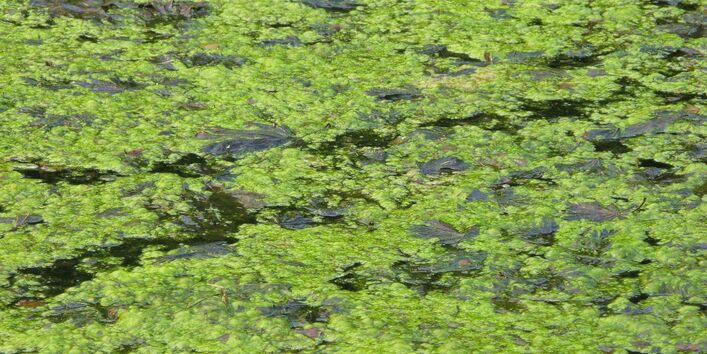 Algenteppich auf Gewässer