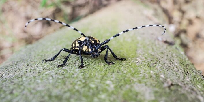 Asiatischer Laubholzbockkäfer