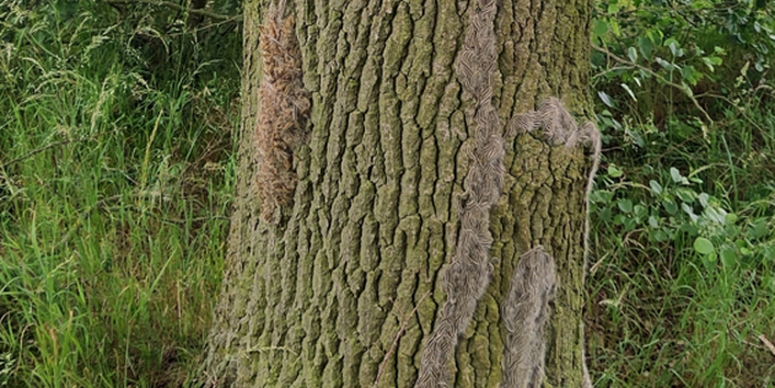 Raupen des Eichenprozessionsspinners wandern an einem Baumstamm empor.