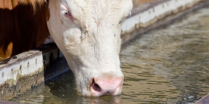 Foto eines am Tränkebecken trinkenden Rindes.