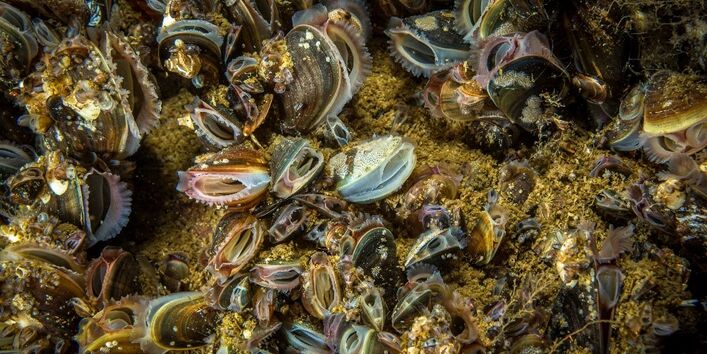 Nahaufnahme von einer Miesmuschelbank. 