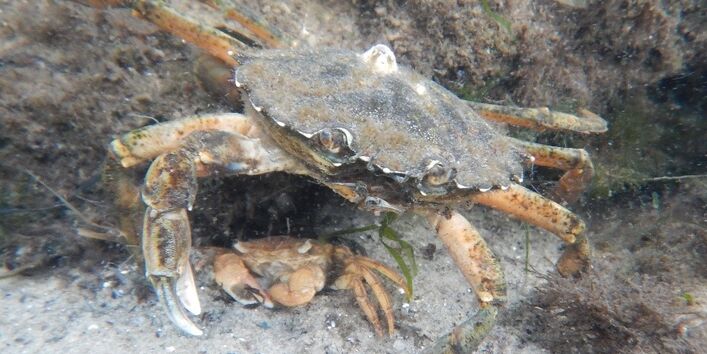Pinsel-Felsenkrabbe und die größere Strandkrabbe.