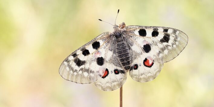 Großer, weißer Schmetterling mit schwarzen und roten Flecken auf den Flügeln