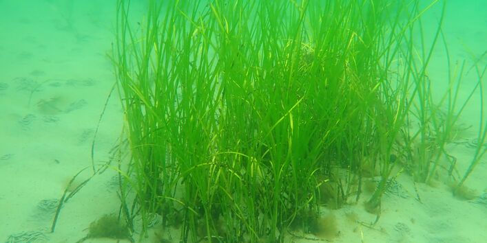 Unterwasseraufnahme von einer mit Seegras bewachsenen Stelle am sandigen Meeresgrund.