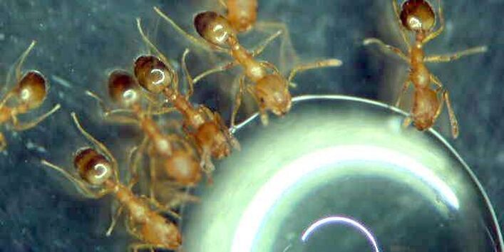 Pharaoameisen bei der Nahrungsaufnahme 