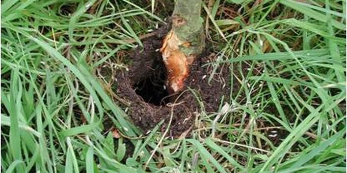 Fraßschaden Schermaus