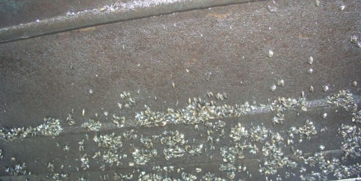 Hamburg-Außenalster, Motorboot, Inspektion im Nov. 2013 vor der Reinigung mit Zebramuschelbewuchs