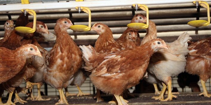 Legehennen im Stall