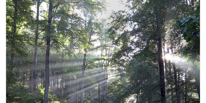 Cover von "Anpassung an den Klimawandel: Forstwirtschaft" mit einem Foto eines Laubwaldes, durch den Sonnenstrahlen durch die Bäume filtern