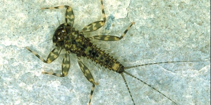 Das Bild zeigt eine Larve der schwefelgelben Eintagsfliege