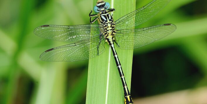 Eine Libellenart genannt Asiatische Keiljungfer
