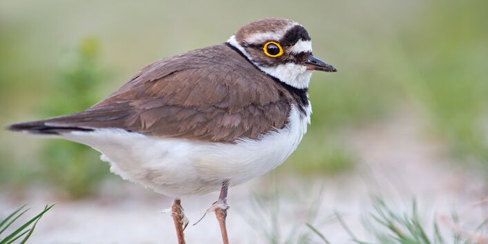 schwarz-braun gefiederter Vogel genannt Flussregenpfeifer