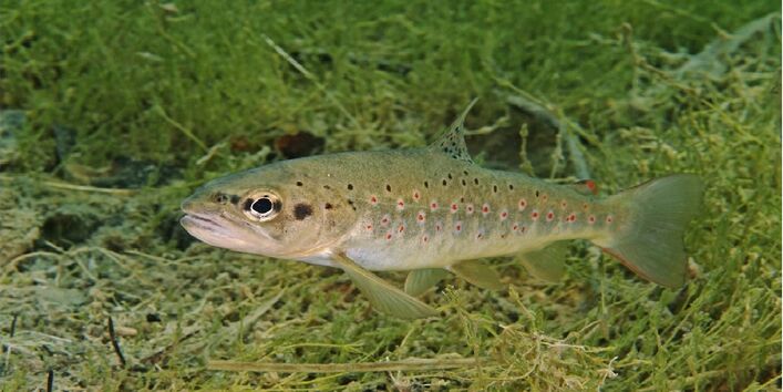 Das Bild zeigt eine Bachforelle, die zwischen Wasserpflanzen umher schwimmt.
