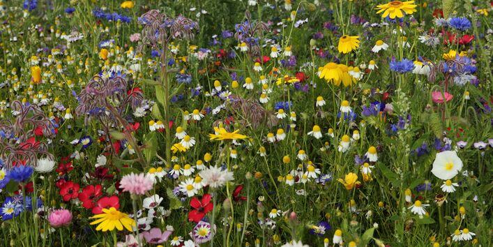 Das Bild zeigt eine bunte Blumenwiese.