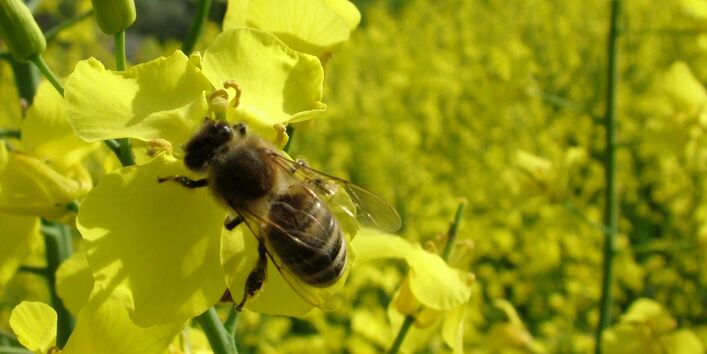 Das Bild zeigt eine Biene auf gelben Rapsblüten.
