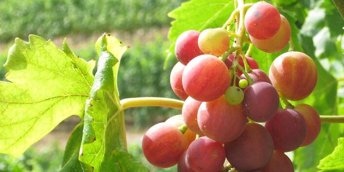 Red grapes on a vineyard.