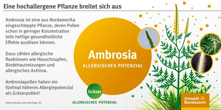 Infografik: Zeichnung einer Ambrosia-Pflanze mit gefiederten Blättern und gelben, ährenförmigen Blütenständen. Fotos zeigen Details, der Stängel ist abstehend behaart. Das allergische Potenzial von Ambrosia ist fünfmal höher als das von Gräsern
