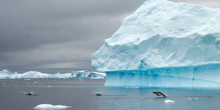 vor einem Eisberg springen Pinguine aus dem Meerwasser und tauchen spritzend wieder ein