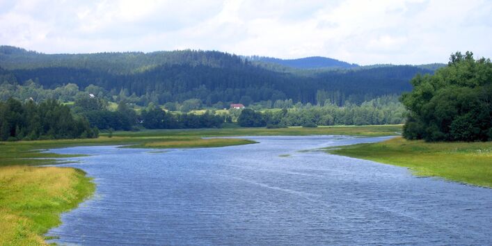 naturnahe Flussaue, im Hintergrund Wald