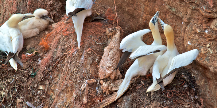 Weiße Seevögel mit orangem Kopf nisten an einer steilen Felswand. Sie haben in ihren Nestern Kunststoffschnüre verbaut, ein Vogel hat sich daran stranguliert und verwest zwischen seinen noch lebendigen Artgenossen.