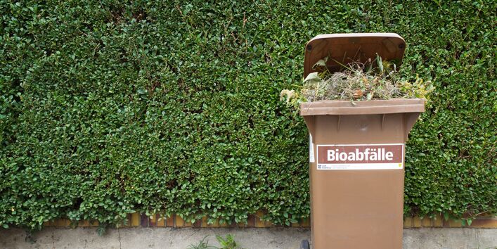 auf einem Gehweg steht vor einer grünen Hecke eine braune Mülltonne, auf der "Bioabfälle" steht und aus der Gartenabfälle herausgucken