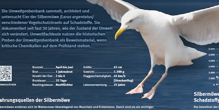Plakat über die Silbermöwe mit Texten und Bildern
