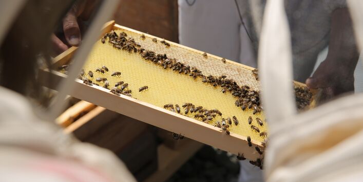 eine Person hält einen Holzrahmen mit einer mit Bienen besetzten Bienenwabe in der Hand.
