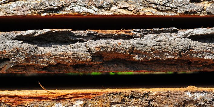 Eichenbohlen, noch mit Rinde