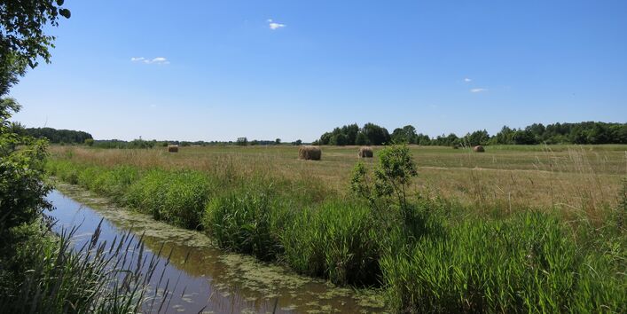 Entwässerungsgraben durch ein landwirtschaftlich genutztes  Niedermoor