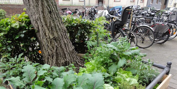 eine bepflanzte Baumscheibe und abgestellte Fahrräder in der Stadt