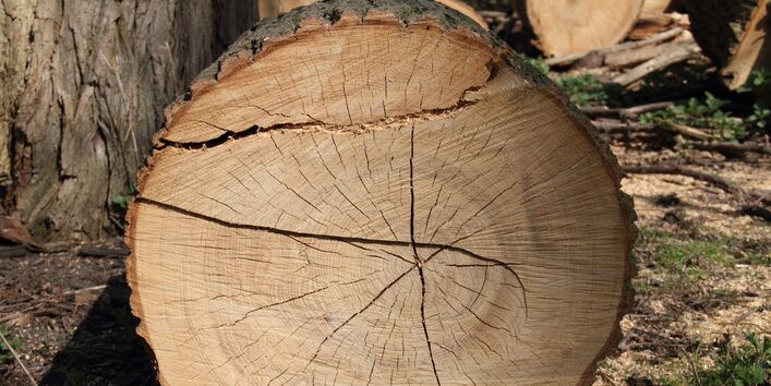 big fallen trunk in a forest