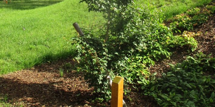 neugepflanzter Baum in einer Grünanlage, davor ein Pflock mit einer Plakette