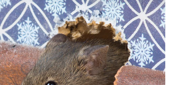 Titelseite der Ratgeber-Broschüre "Mäuse- und Rattengift sicher und wirksam anwenden". Das Titelbild zeigt eine Maus, die aus einem Loch einer tapezierten Wand mit zernagter Fußleiste kommt. Unten das Logo des Umweltbundesamtes und das Motto "Für Mensch & Umwelt".