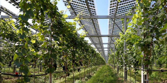 In Reihen hoch aufgeständerte, halbtransparente Photovoltaikmodule unter denen Weinreben angebaut werden