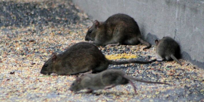 Ratten im Freien auf einer betonierten Fläche fressen ausgestreutes Futter