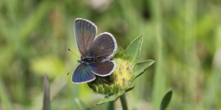blauer Schmetterling auf einer gelben Blüte einer Wiese