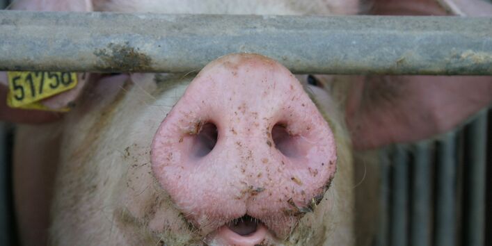 Schwein hinter Gittern in einem Stall