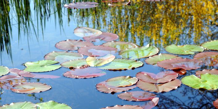 water lilies on the water surface of a lake