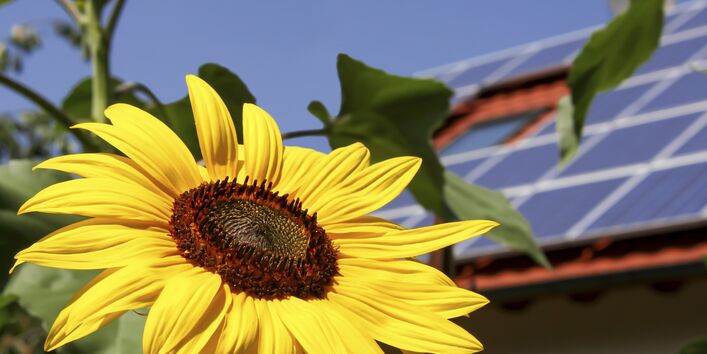 Einfamilienhaus mit Solarpanels auf dem Dach, im Vordergrund die Blüte einer Sonnenblume