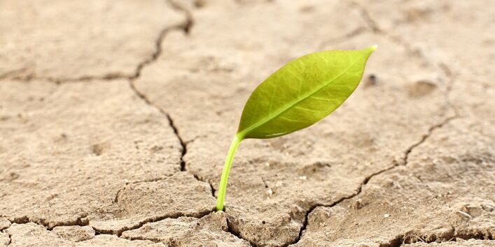 au einem ausgedörrten, rissigen Boden wächst ein einziges Blatt