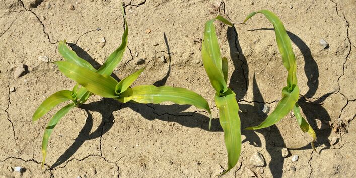 Maispflanzen auf trockenem Boden