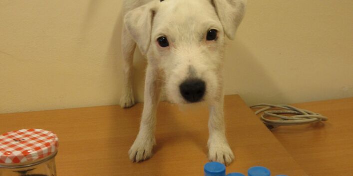 weißer junger Terrier auf einem Tisch, vor ihm stehen Gefäße mit Schimmelkulturen