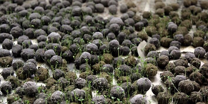 Mehrere Dutzend Saatbälle treiben auf Folien aus.