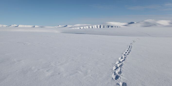 Fußabdrücke im arktischen Schnee