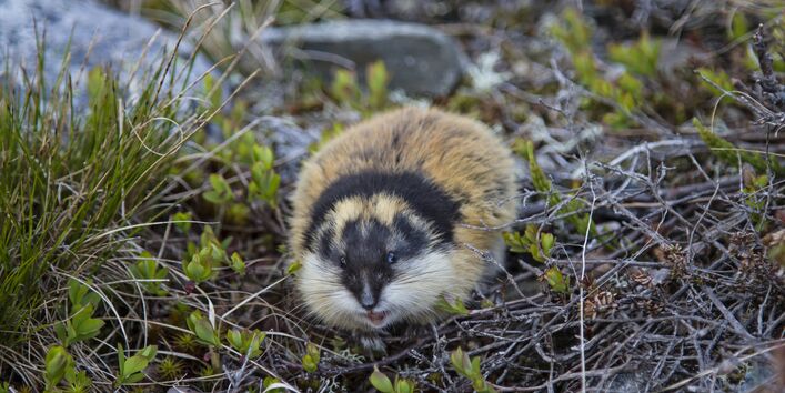 Geduckter Lemming im Gras