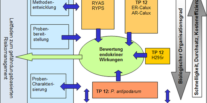 Schaubild: Versuche im Modul Endokrine Wirkungen und Interaktion mit anderen Modulen zur Erstellung eines Leitfadens zum gefährdungsbasierten Risikomanagement