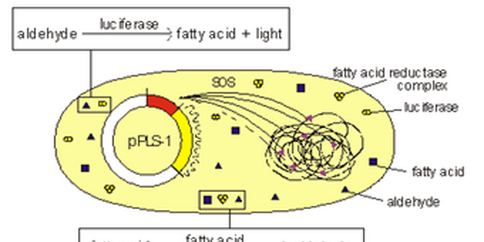 schadenabhängigen Anstiegs der Biolumineszenz