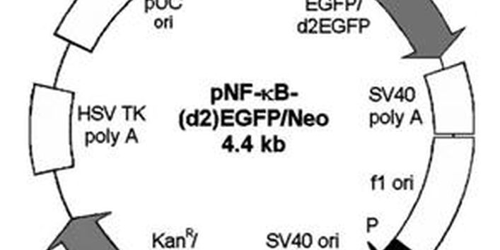 Schamtische Darstellung: Vektorkarte der rekombinanten humanen Zelllinie HEK-pNF-κB-d2EGFP/Neo