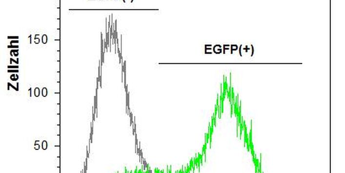 Liniendiagramm: Histogramm zum Vergleich der Fluoreszenz von aktivierten und nichtaktivierten Zellen