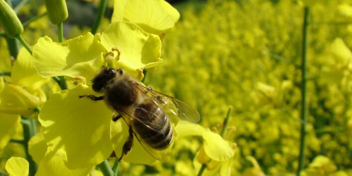 Honigbiene im Rapsfeld